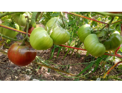 Томат Черный Франкенштейн (Frankenstein Black) США