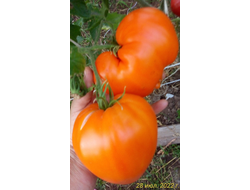 Томат Ночная свеча (Night Candle)