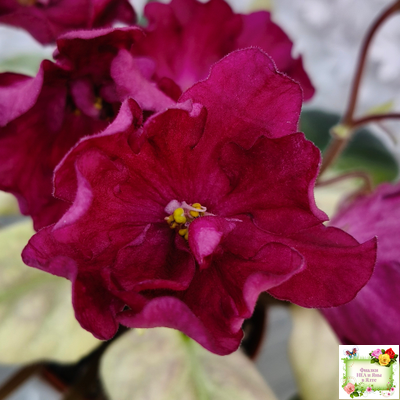 ЕК-Лампа Желаний (Е. Коршунова) 2021 г.