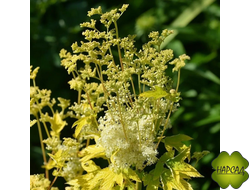 ЛАБАЗНИК ВЯЗОЛИСТНЫЙ "АУРЕА"