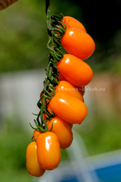 Томат Сан-Марцано Иса, 10 шт