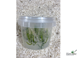 Мох Павлиний (Taxiphyllum sp. Peacock) меристемный