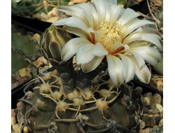 Gymnocalycium vatteri form VG-299 - 5 семян