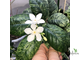 WRIGHTIA ANTIDYSENTERIСА Variegated (ХОЛАРЕНА ВАРИЕГАТНАЯ яркая вариегатность )