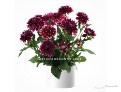 Георгин Darling Burgundy Lace
