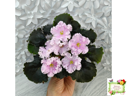 ВаТ-Любимая Внучка (Т.Валькова) 2016 г.