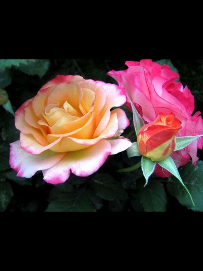 Марсель ан Флёрс (Marseille en Fleurs)