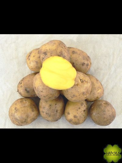 КАРТОФЕЛЬ СЕМЕННОЙ "ГАЛА" (ПРОВЕРЕННЫЙ ВРЕМЕНЕМ, ВКУСНЫЙ) 2 кг