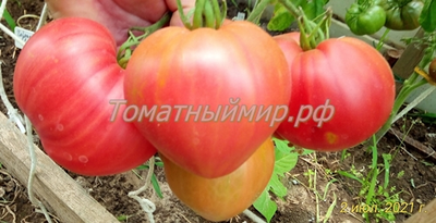 Томат Гордость Грайтмара (Grightmire's Pride) США