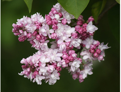 Сирень обыкновенная Бэль де Нэнси, C5