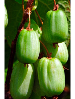 Актинидия Сентябрьская (жен.)