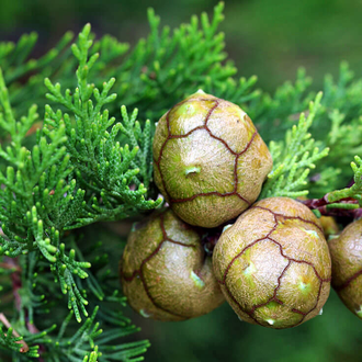 Кипарис (Cupressus sempervirens), лапки, Крым (5 мл)  - 100% натуральное эфирное масло