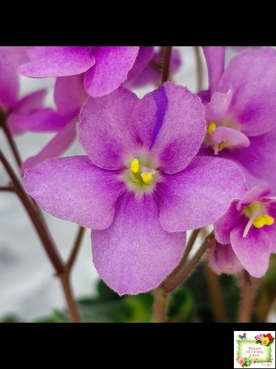 LV-Ланселот (Л. Шевелева) 2025 г. (клакамусный гёрл с кроновой пестролистностью) (стартер)