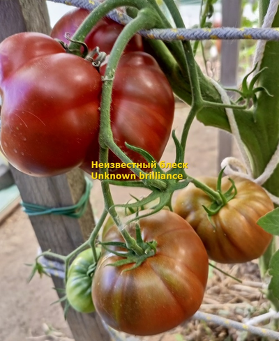 Томат Неизвестный блеск (Unknown brilliance)