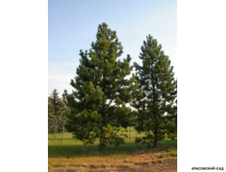 Сосна Гельдрейха - Pinus Heldreichii