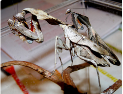 Богомол мёртвый цветок (Deroplatys  lobata)