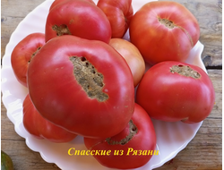 Томат Спасские из Рязани