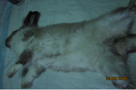 Хирургия . Кастрация и Стерилизация животных