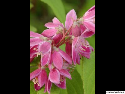 Дейция гибридная Строуберри Филдс