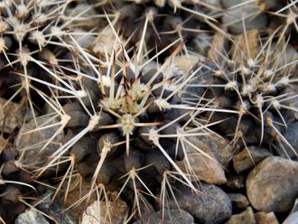 Gymnocalycium marsoneri ssp.new VG-1329 (D=18-20mm)