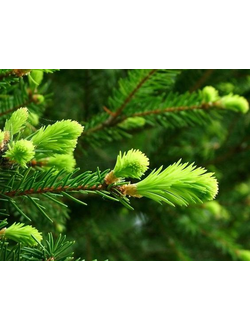 Siberian Fir Needle EO (Пихта сибирская 100% эфирное масло)