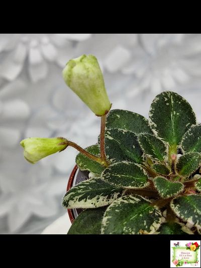 Н-Капелька (Н. Бердникова)