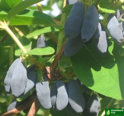 Жимолость "Бакчарская юбилейная"