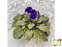 Harmony's Little Stinker-2 (Harmony) листовая химера