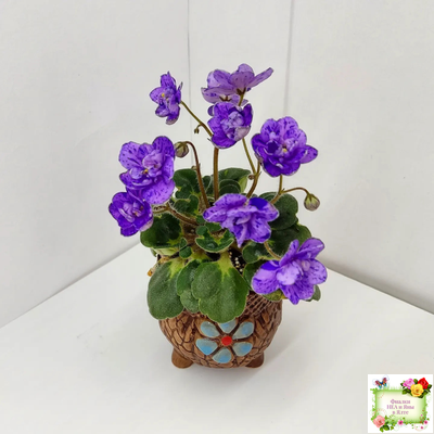 Milady (C.Russell) 01/21/1981 (гёрл-лист)