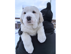 Сука 1. ОСАННА ЭЛИРИЯ. ПРОДАЖА