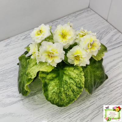 ЛЕ-Золото Нибелунгов Голд  (Е. Лебецкая) 2020 г. (лист укоренённый)