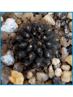 Neochilenia jussieui FR 252A