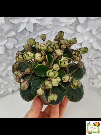 Н-Фавн (Н. Бердникова) 2017 г. (лист посажен 29.01.26)