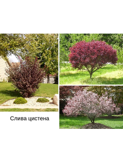 Слива декоративная краснолистная "Цистена"