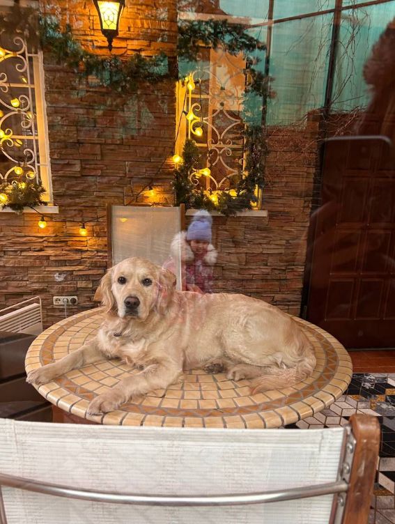 Холли (Русское Золото Юлиана), 1 год