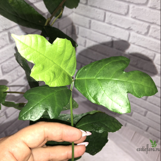 Ficus montana / фикус Монтана горный