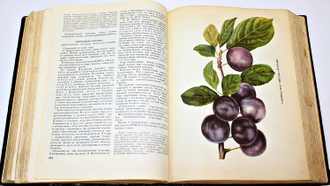 Сорта плодовых и ягодных культур. Под общей редакцией А.Н.Веньяминова. М.: Сельхозгиз. 1953г.