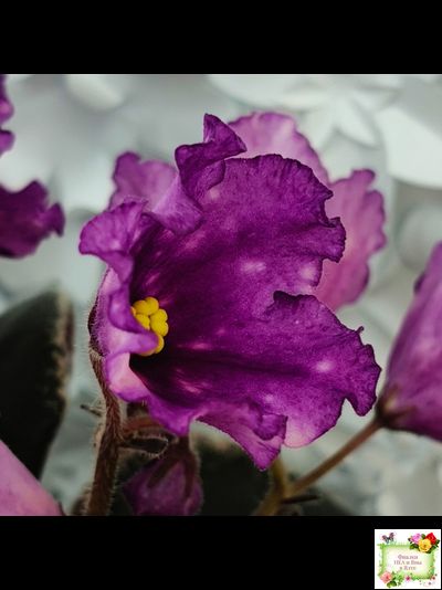 Nik-Кони в Яблоко  (Н. Булко) 2022 г. (пестролистный лонг)