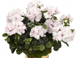 Пеларгония Плющелистная Great Balls of Fire White, p9