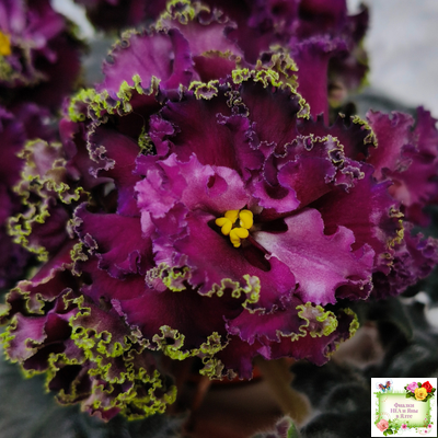 ПТ-Мерло Люкс (Т. Пугачева)