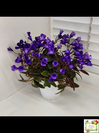 Vallarta Campanas Moradas (G.Beck) трейлер