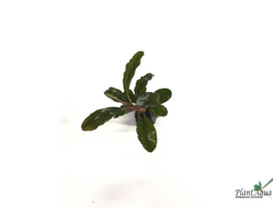 Буцефаландра Dark Green wavy