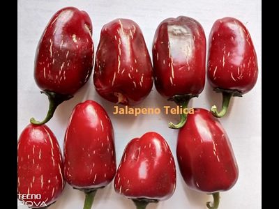 Перец острый Jalapeno Telica