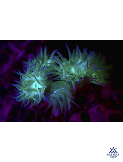 Фонарь подводный Yupard-A2 5хT6-1000Lm-УФ фиолет