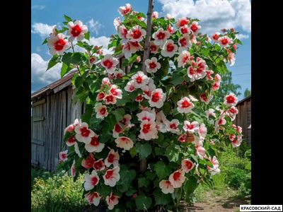 Гибискус Ред Хет - Red Heart