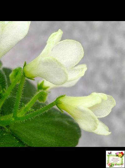 Н-Каламбур (Н. Бердикова) 2016 трейлер