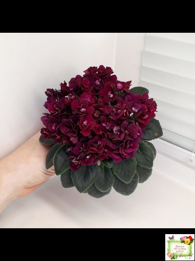 Precious Red (H. Pittman) (9724) 01/15/2007