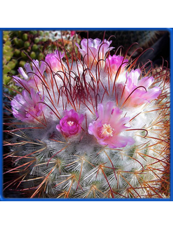 Mammillaria bombycina