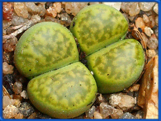 Lithops bromfieldii ssp.bromfieldii v. insularis &#039;Sulphurea&#039; C 362