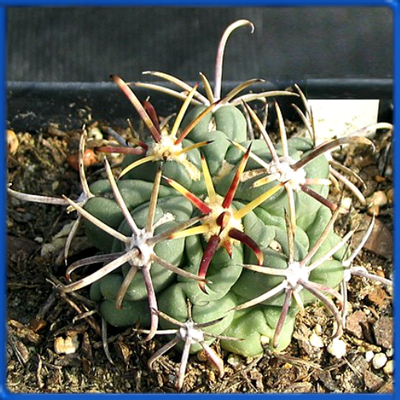 Ancistrocactus mathssonii IDD 1435